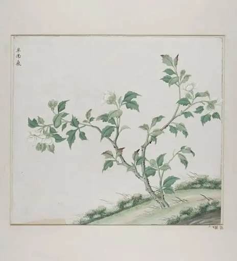 Dan fo sang, by Unknown