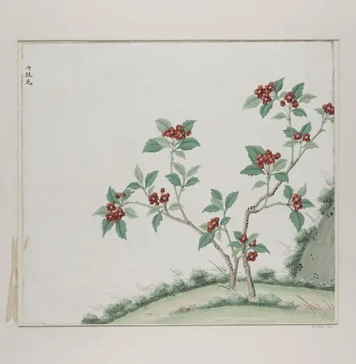 Dan gui hua, by Unknown