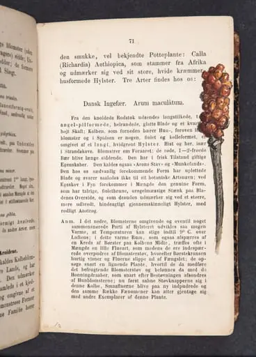Dansk Ingefær, by Unknown