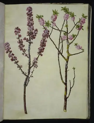 Daphne mezereum (peberbusk), by Unknown