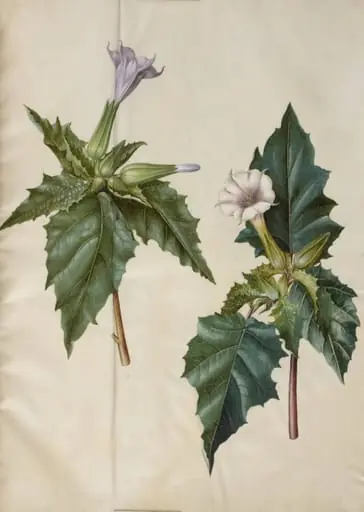 Datura stramonium (almindelig pigæble), by Unknown
