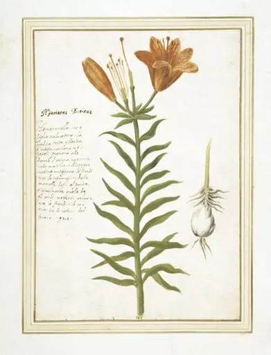 Day Lily, by Unknown