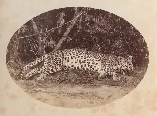 Dead Leopard, by Unknown