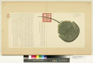 Depiction of Various Species of Sea Creatures (The Fourth Album), by Unknown, 1850