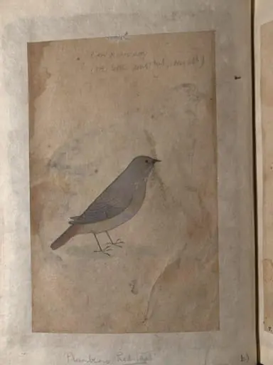 Depictions of a Bengal green pigeon and a Plumbeous redsatart of Northern India, by Unknown