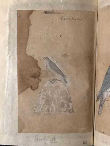 Depictions of a Bronze-winged dove and a Goshawk of Northern India, by Unknown
