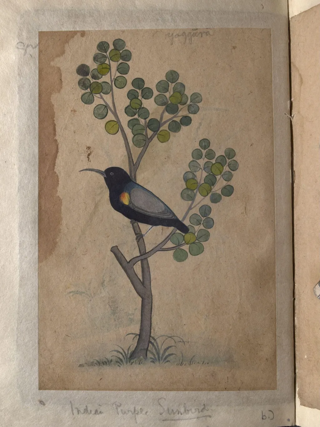 Depictions of a common Indian bee-eater and a Indian purple sunbird of Northern India, by Unknown, paint, 1820