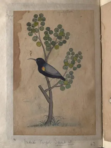 Depictions of a common Indian bee-eater and a Indian purple sunbird of Northern India, by Unknown
