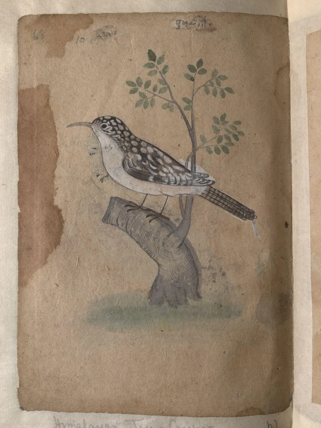 Depictions of a Common Indian myna and a Himalayan tree-creeper of Northern India, by Unknown, paint, 1820