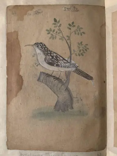 Depictions of a Common Indian myna and a Himalayan tree-creeper of Northern India, by Unknown