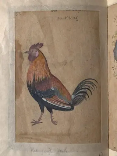 Depictions of a Coppersmith and a Red jungle-fowl of Northern India, by Unknown, 1820