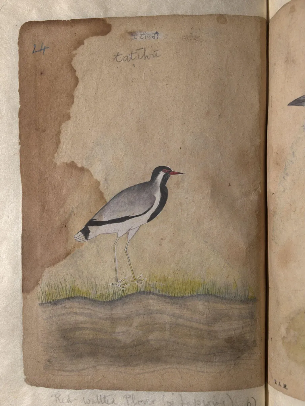 Depictions of a Dalmatian pelican and a Red-wattled plover or lapwing, by Unknown, paint, 1820