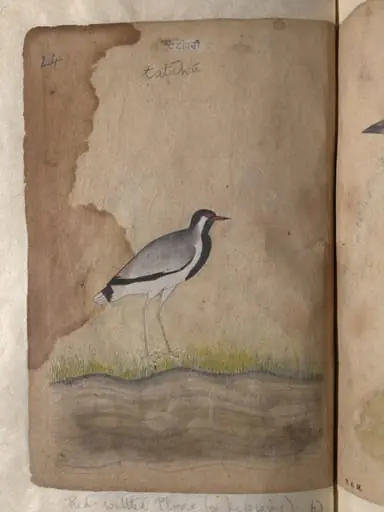 Depictions of a Dalmatian pelican and a Red-wattled plover or lapwing, by Unknown