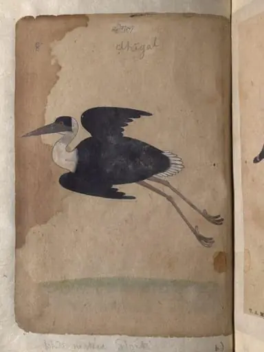Depictions of a Demoiselle crane and a White-necked stork, of Northern India, by Unknown