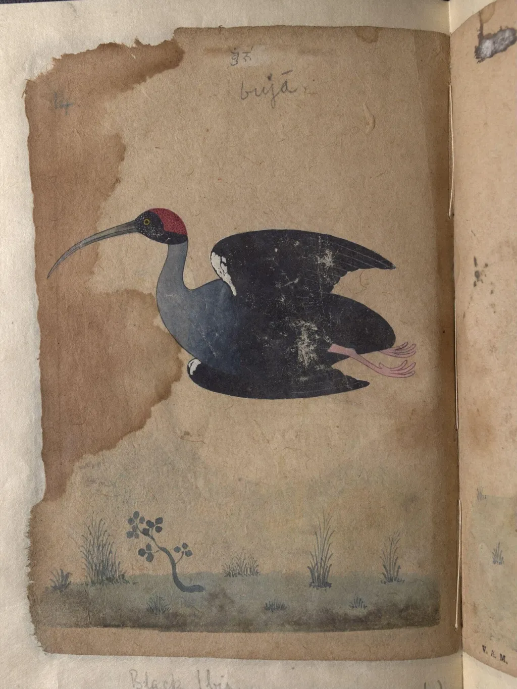 Depictions of a Domestic goose and Black ibis inocotis, of Northern India, by Unknown, paint, 1820