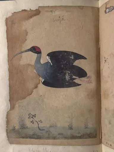 Depictions of a Domestic goose and Black ibis inocotis, of Northern India, by Unknown
