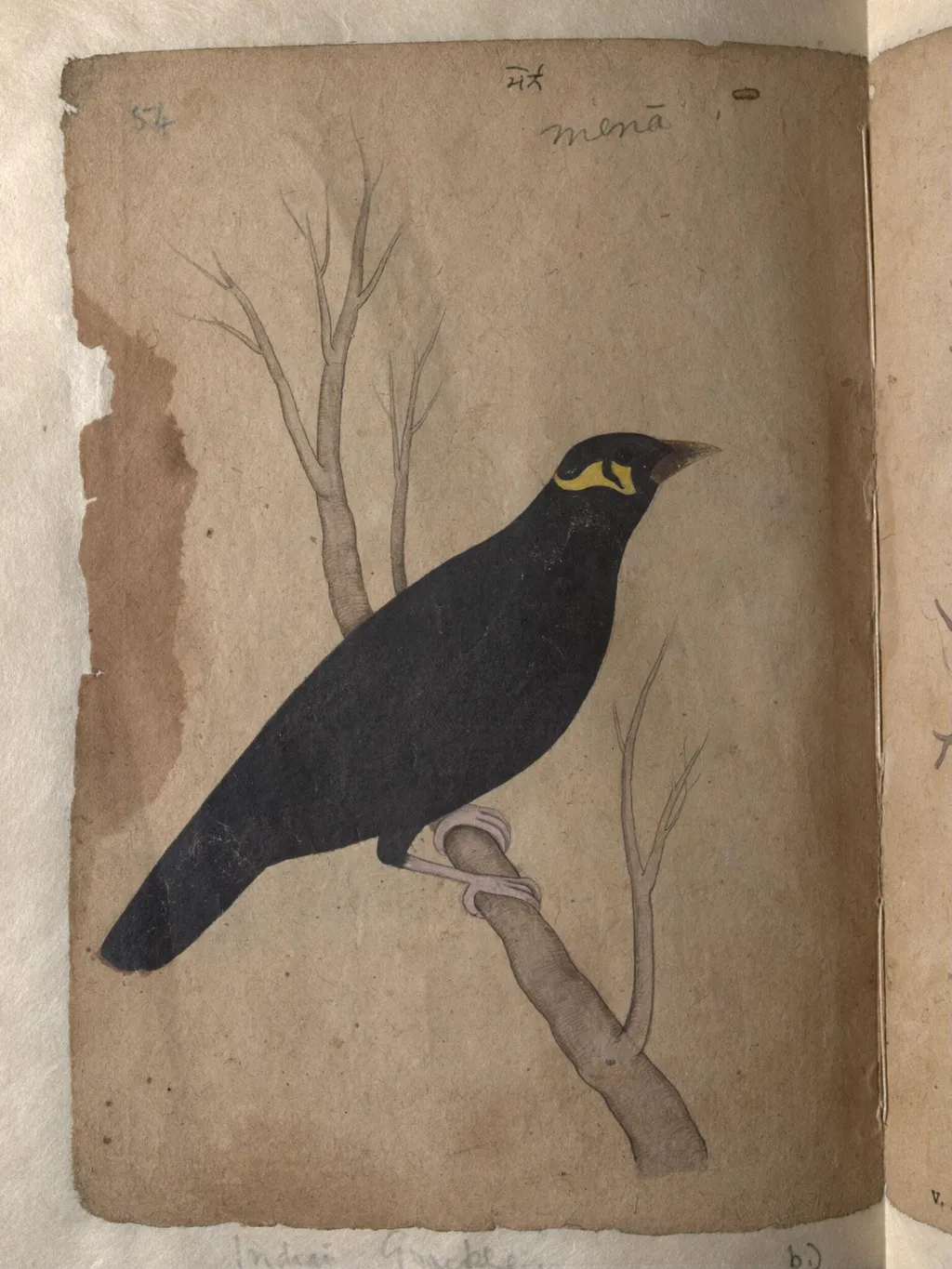 Depictions of a Domestic pigeon and Indian grackle of Northern India, by Unknown, paint, 1820