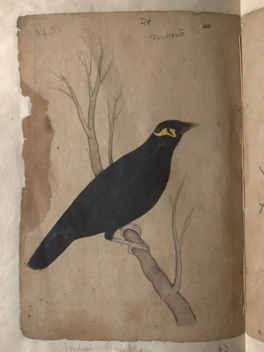 Depictions of a Domestic pigeon and Indian grackle of Northern India, by Unknown