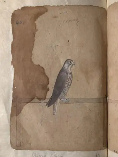 Depictions of a Eastern peregrine falcon and Cherrug falcon of Northern India, by Unknown