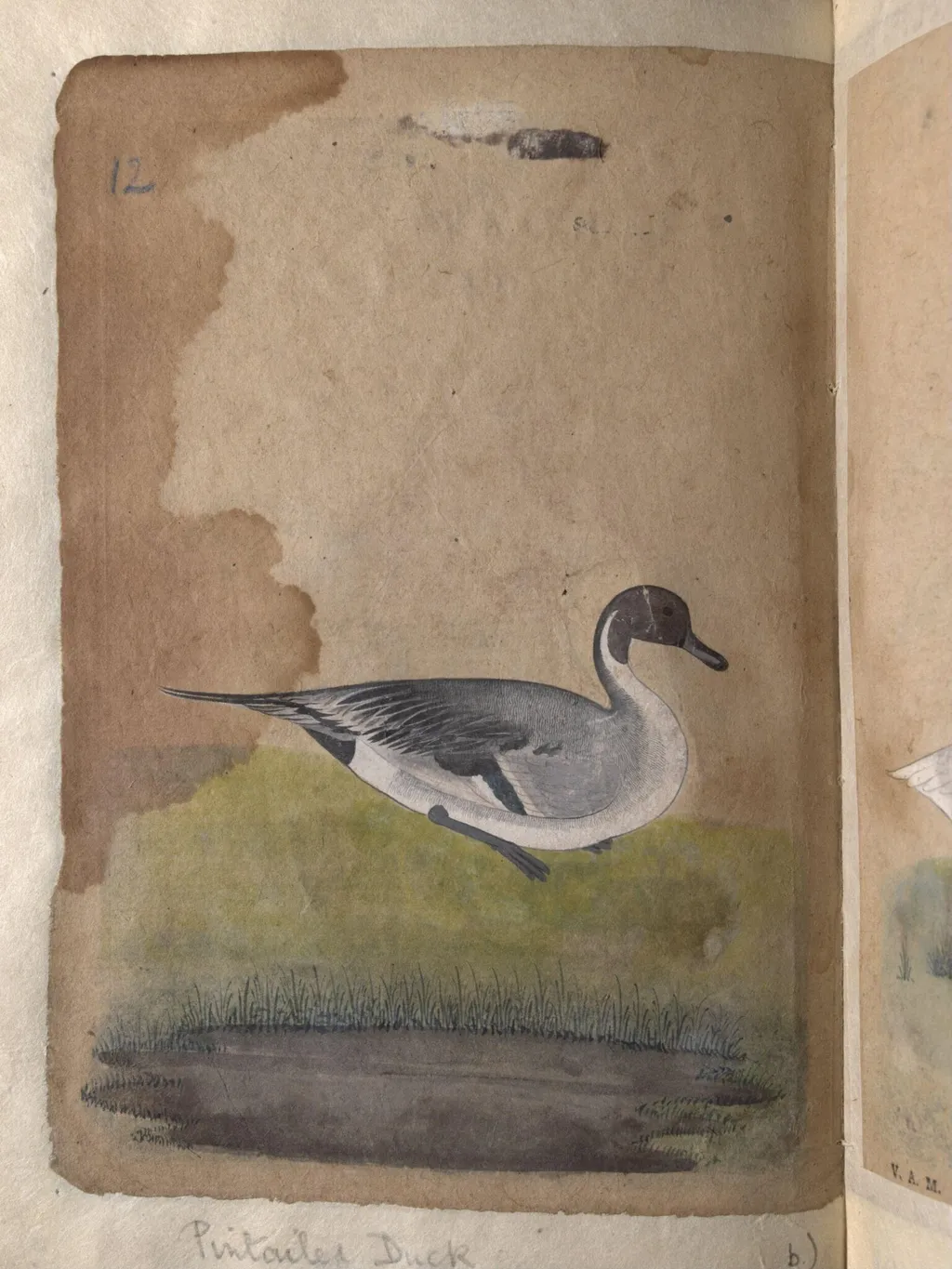 Depictions of a Gadwall duck and Pintailed duck of Northern India, by Unknown, paint, 1820