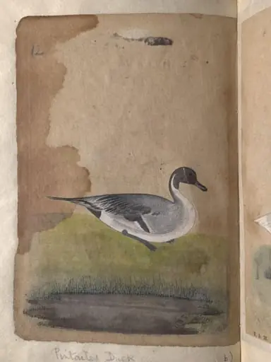 Depictions of a Gadwall duck and Pintailed duck of Northern India, by Unknown