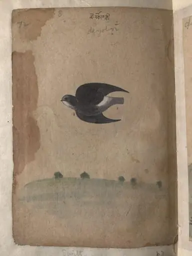 Depictions of a Green pigeon (?) and a Common house-swift of Northern India, by Unknown