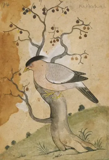 Depictions of a Grey-backed shrike of Northern India, by Unknown