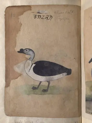 Depictions of a Grey lag goose and Knob-billed goose, of Northern India, by Unknown