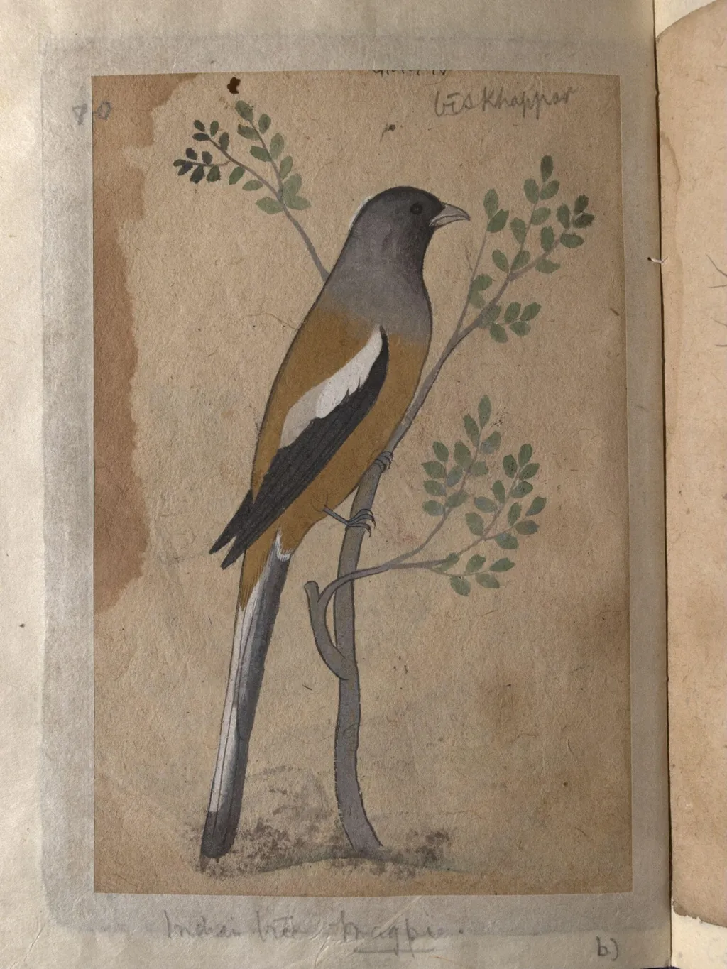 Depictions of a Grey partridge and a Indian tree-pie of Northern India, by Unknown, paint, 1820