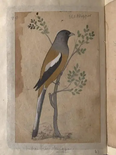 Depictions of a Grey partridge and a Indian tree-pie of Northern India, by Unknown