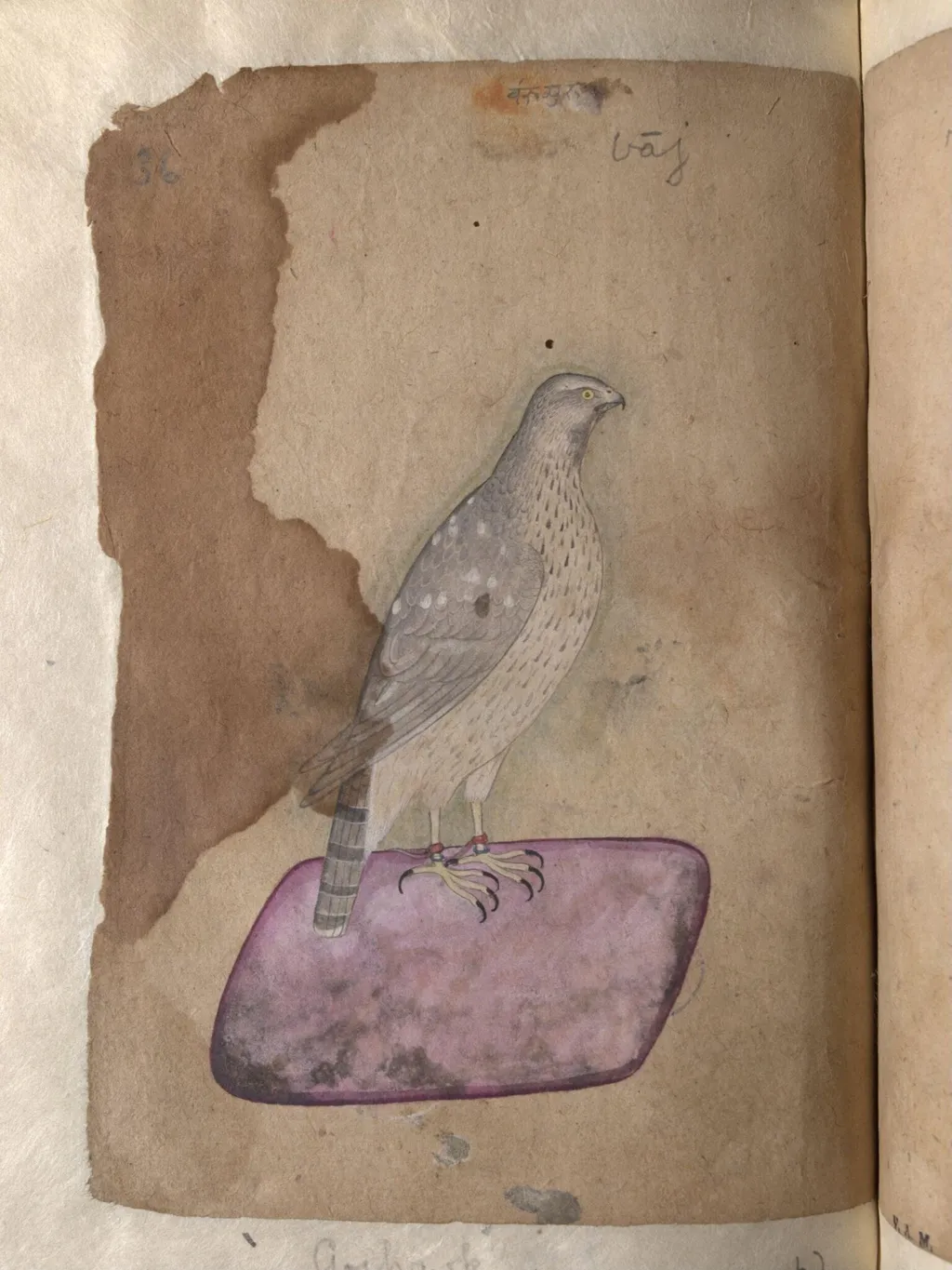 Depictions of a Hoopoe and a Goshawk of Northern India, by Unknown, paint, 1820