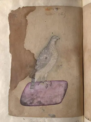 Depictions of a Hoopoe and a Goshawk of Northern India, by Unknown