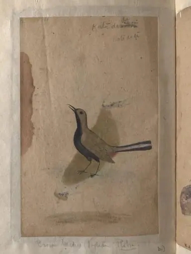 Depictions of a India pitta and Brown-backed Indian robin of Northern India, by Unknown