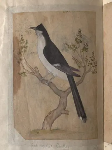 Depictions of a Indian fruit-bat and Pied crested cuckoo of Northern India, by Unknown