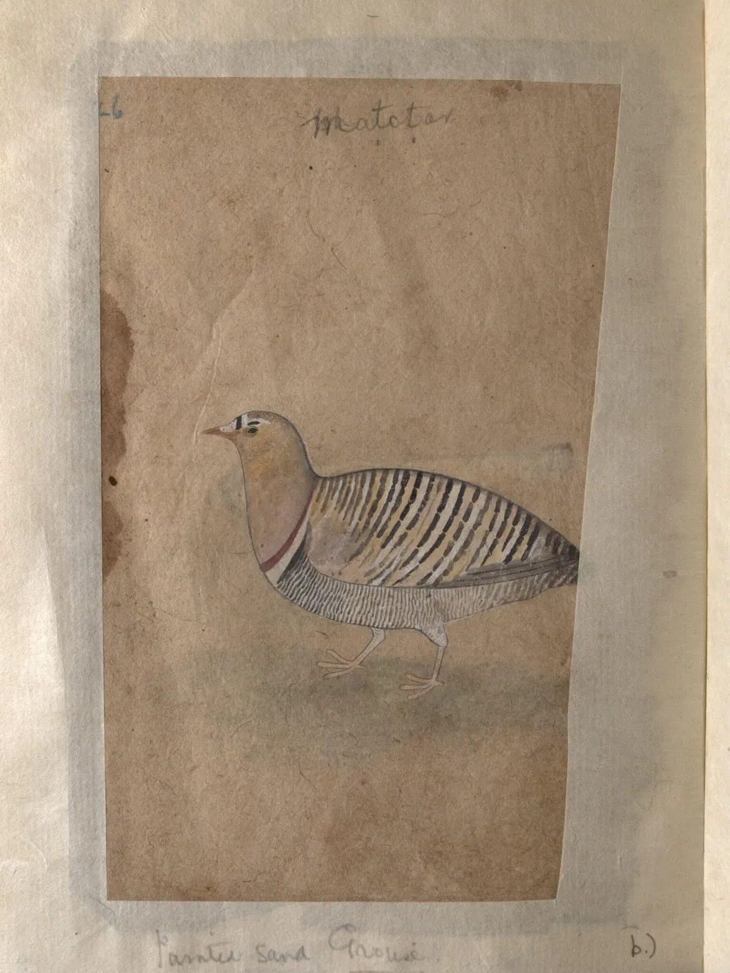 Depictions of a Indian house-sparrow and a Painted sand-grouse (male) of Northern India, by Unknown, paint, 1820