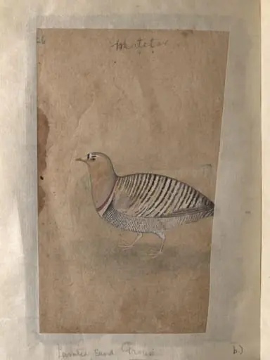 Depictions of a Indian house-sparrow and a Painted sand-grouse (male) of Northern India, by Unknown
