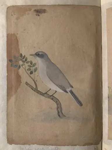 Depictions of a Indian spotted dove and a Common Indian wood-shrike of Northern India, by Unknown