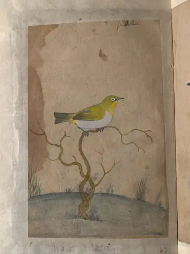 Depictions of a Indian spotted owlet and a Indian white-eye of Northern India, by Unknown