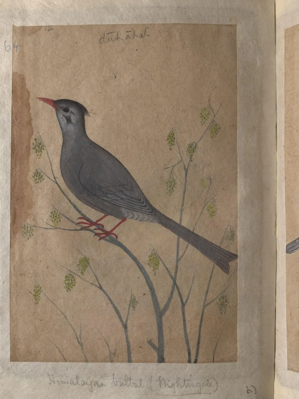 Depictions of a Magpie robin and a Himalayan black bulbul of Northern India, by Unknown, paint, 1820
