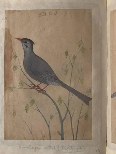 Depictions of a Magpie robin and a Himalayan black bulbul of Northern India, by Unknown