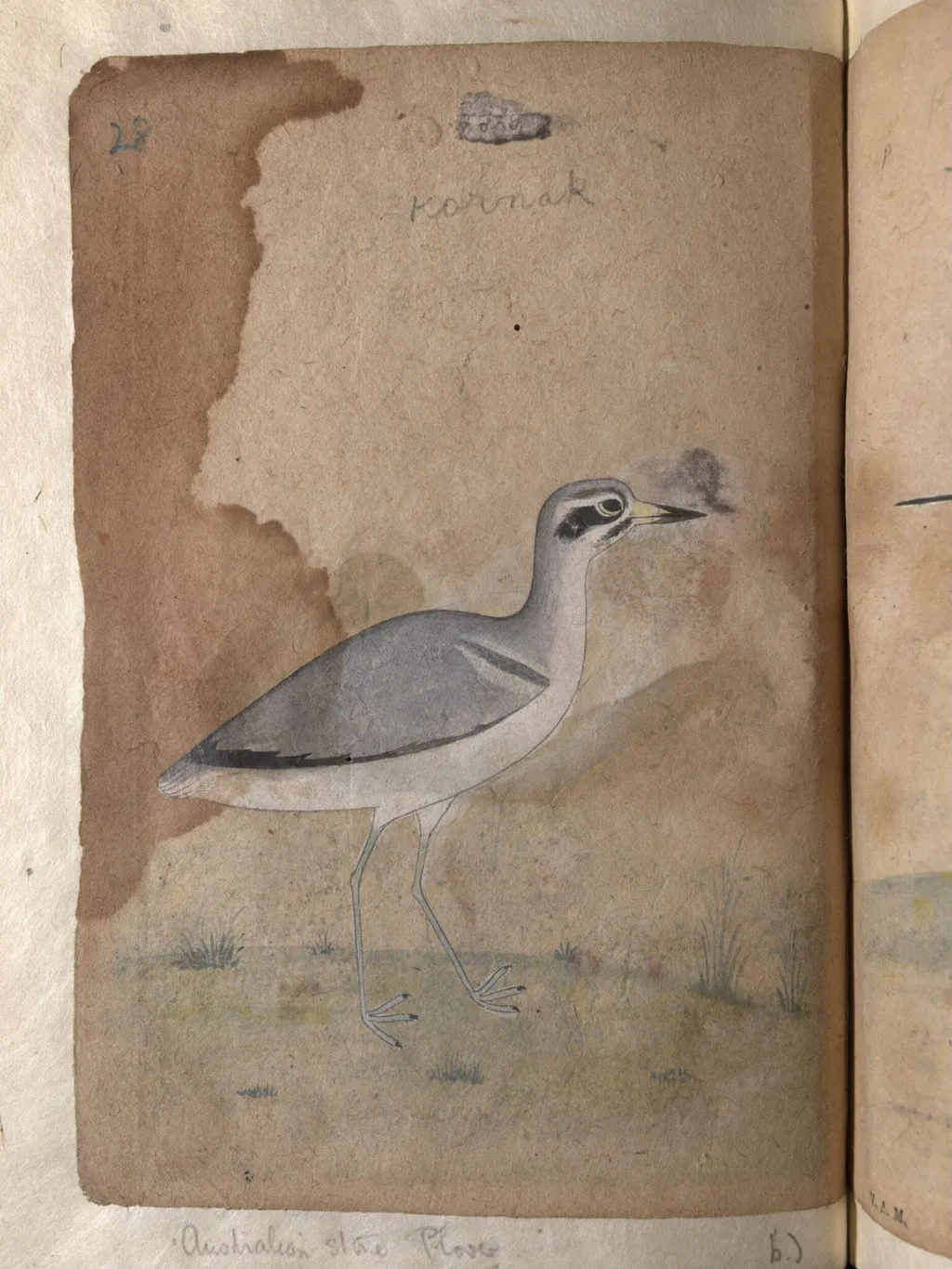 Depictions of a Mallard and Australian black-fronted plover of Northern India, by Unknown, paint, 1820