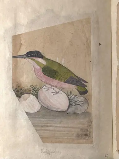 Depictions of a Plumbeous redstart and a Kingfisher of Northern India, by Unknown