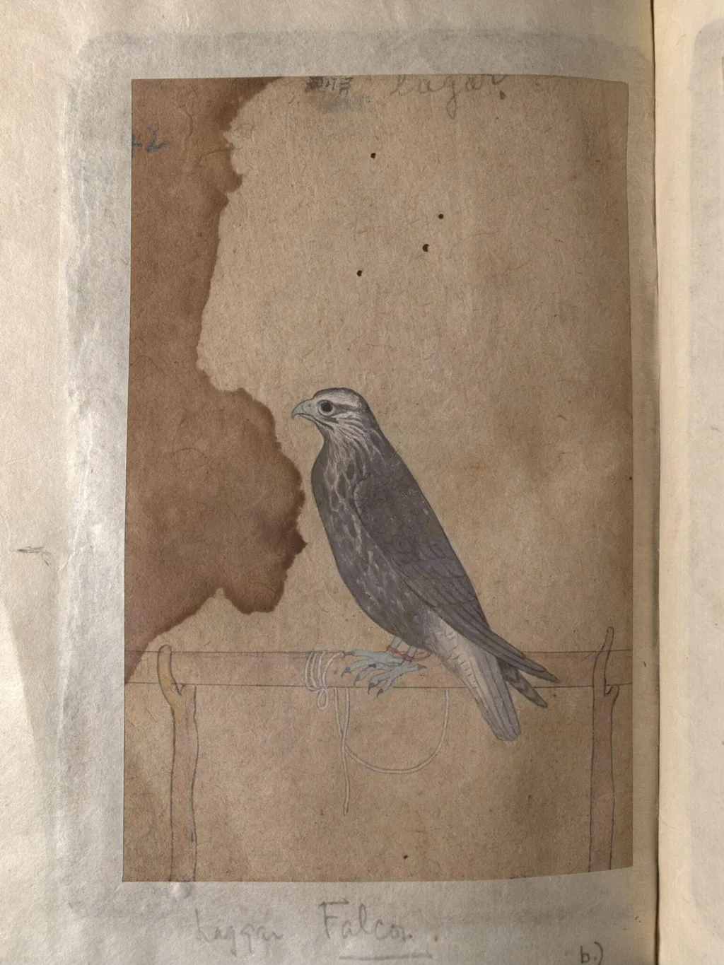 Depictions of a Red-headed merlin and a Laggar falcon of Northern India, by Unknown, paint, 1820
