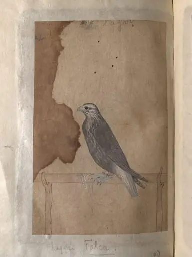 Depictions of a Red-headed merlin and a Laggar falcon of Northern India, by Unknown