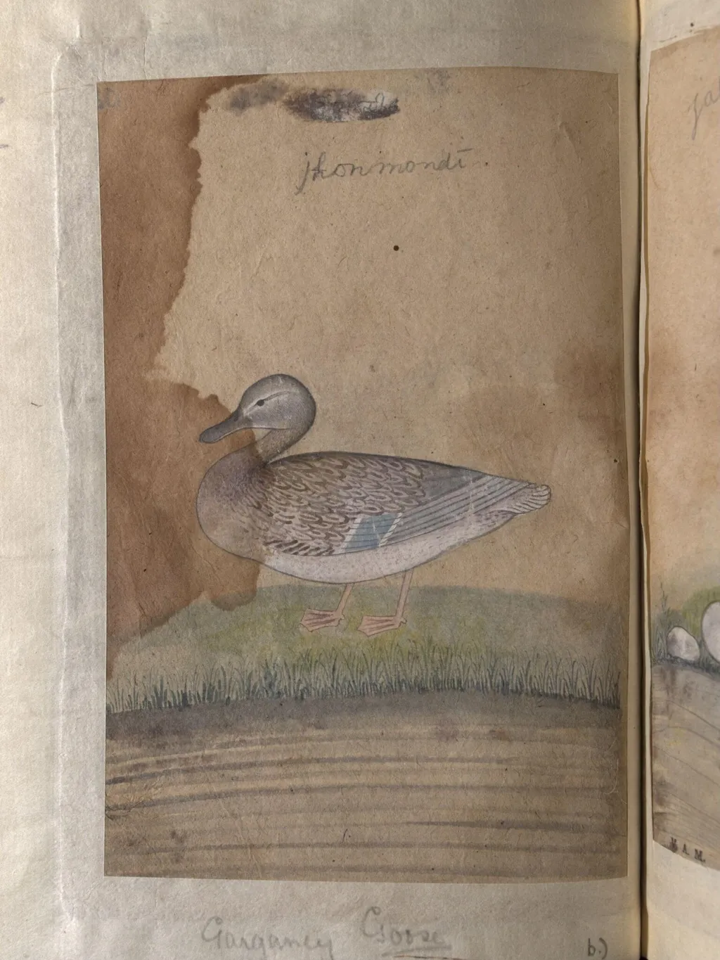 Depictions of a sandpiper and Garganey goose of Northern India, by Unknown, paint, 1820