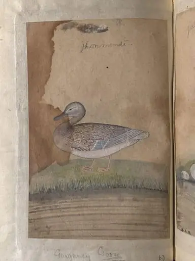 Depictions of a sandpiper and Garganey goose of Northern India, by Unknown