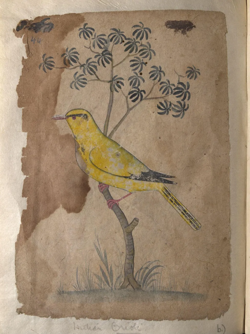 Depictions of a Shikra and a Indian oriole of Northern India, by Unknown, paint, 1820