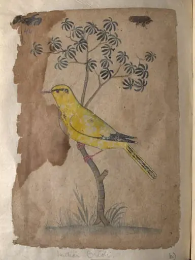 Depictions of a Shikra and a Indian oriole of Northern India, by Unknown