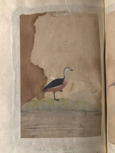 Depictions of a spot-bill duck and an Indian tree duck of Northern India, by Unknown