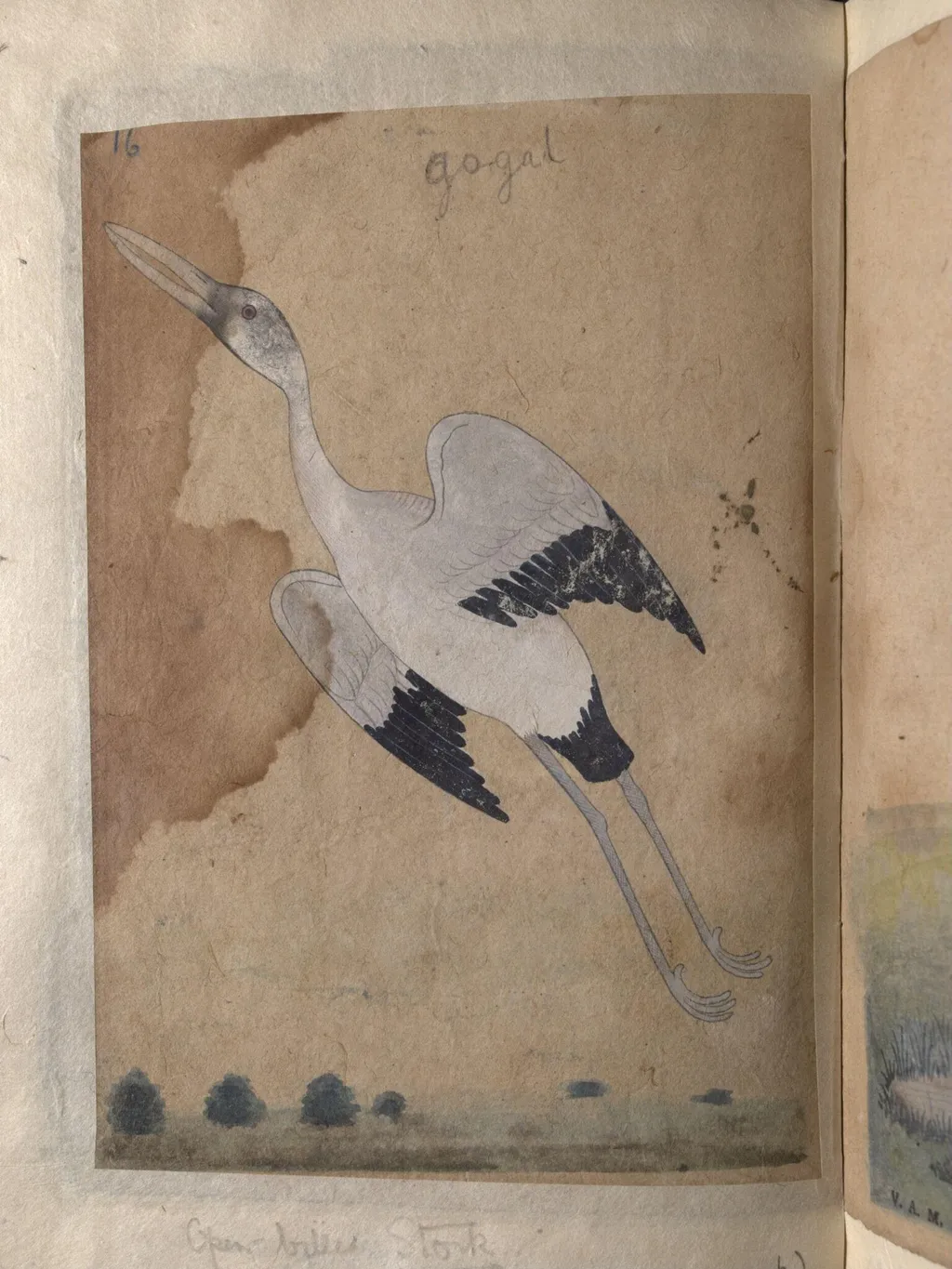 Depictions of a Spur-winged plover and Open-billed stork of Northern India,, by Unknown, paint, 1820